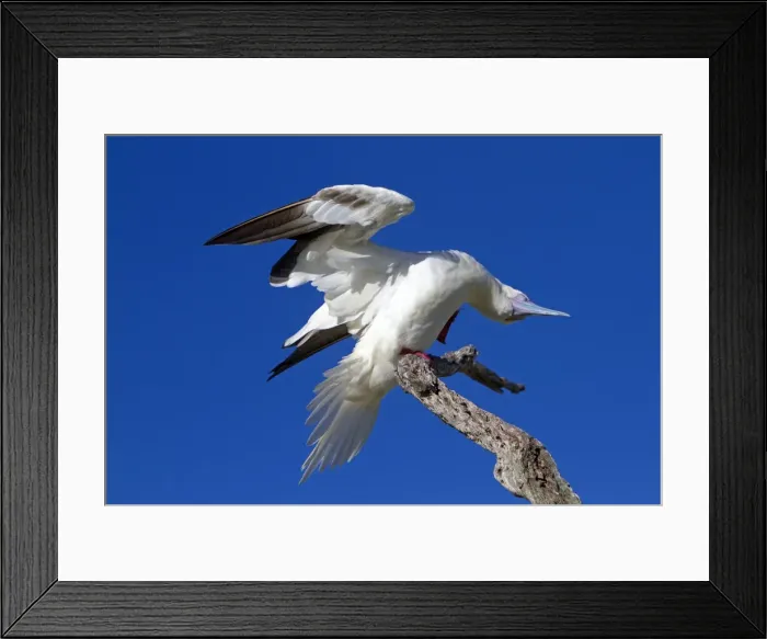 Framed Print : Picture No. 10891839 Framed Print : Picture No. 10891839