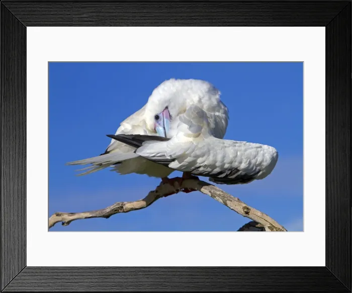 Framed Print : Picture No. 10891840 Framed Print : Picture No. 10891840