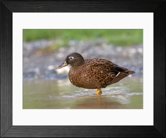 Framed Print : Picture No. 10891835 Framed Print : Picture No. 10891835