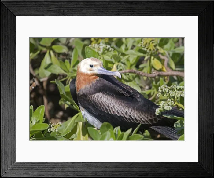 Framed Print : Picture No. 10891842 Framed Print : Picture No. 10891842