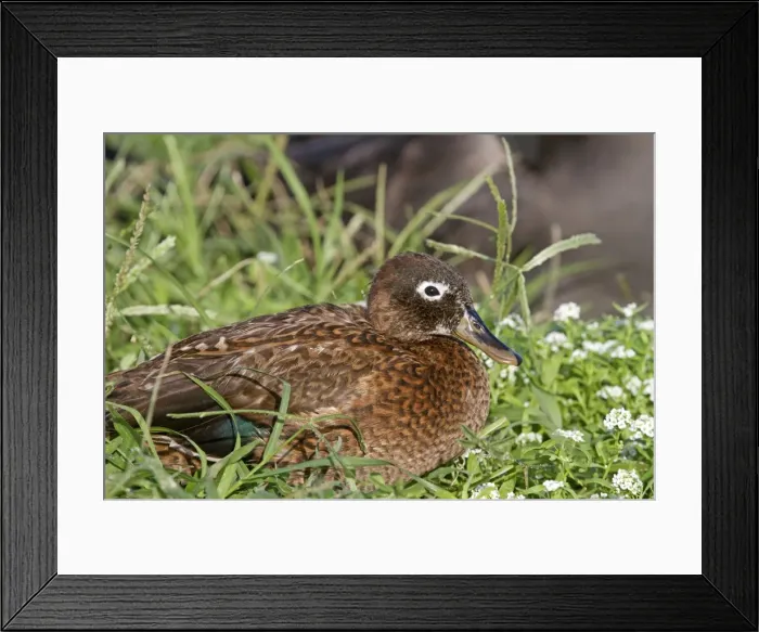 Framed Print : Picture No. 10891836 Framed Print : Picture No. 10891836