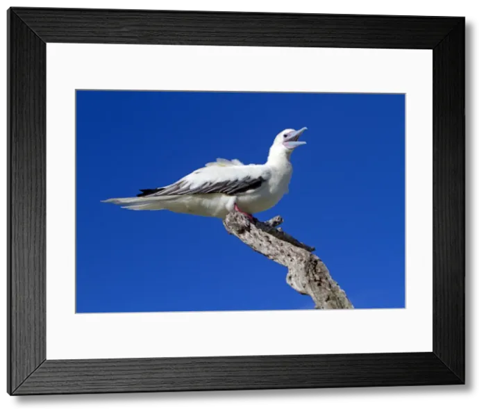 Framed Print : Picture No. 10891841