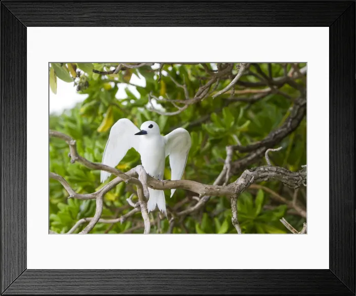 Framed Print : Picture No. 10891845 Framed Print : Picture No. 10891845