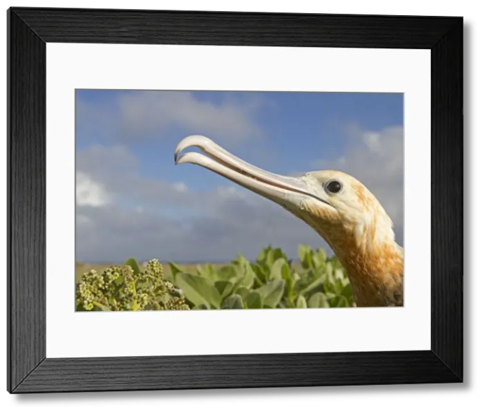 Framed Print : Picture No. 10891843 Framed Print : Picture No. 10891843
