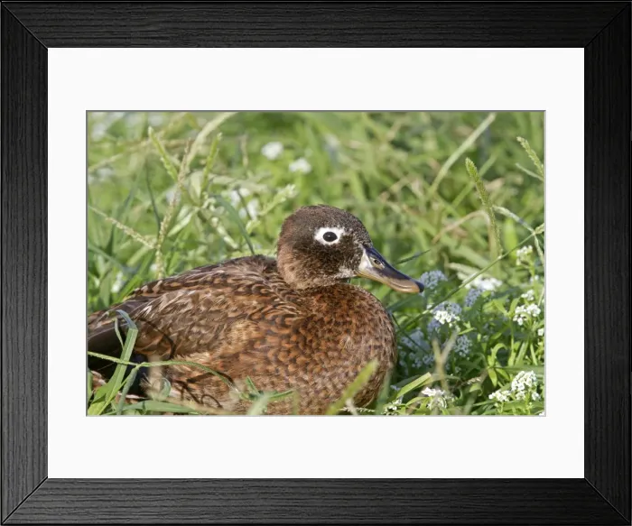 Framed Print : Picture No. 10891837 Framed Print : Picture No. 10891837