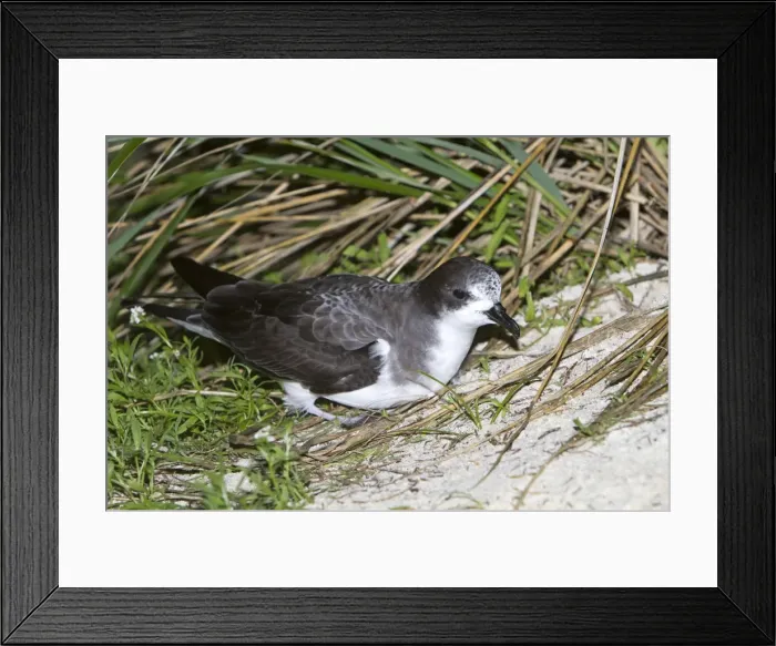 Framed Print : Picture No. 10891847 Framed Print : Picture No. 10891847