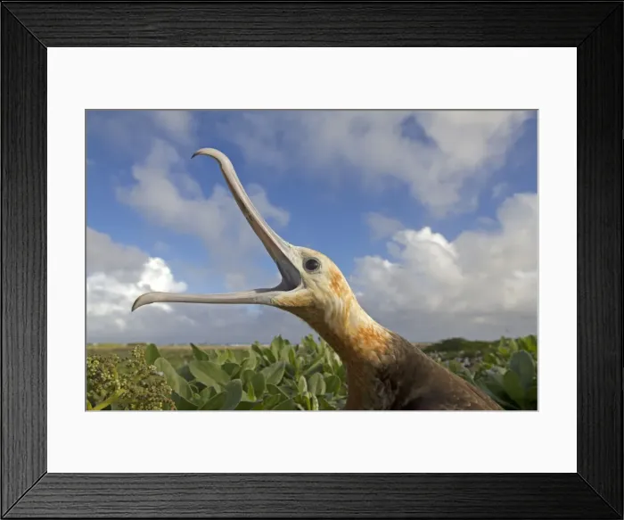 Framed Print : Picture No. 10891844 Framed Print : Picture No. 10891844