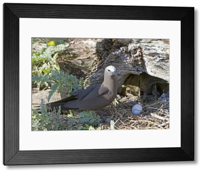 Framed Print : Picture No. 10891846 Framed Print : Picture No. 10891846