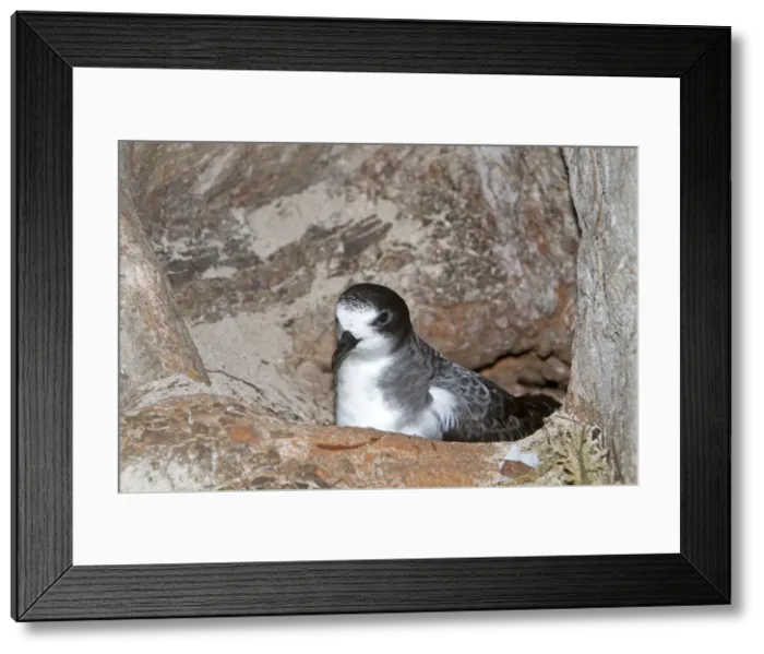 Framed Print : Picture No. 10891848 Framed Print : Picture No. 10891848