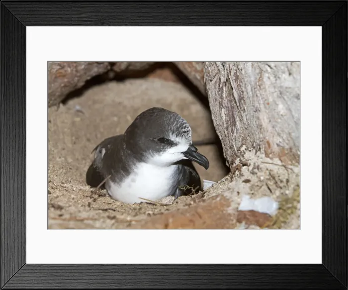 Framed Print : Picture No. 10891849 Framed Print : Picture No. 10891849