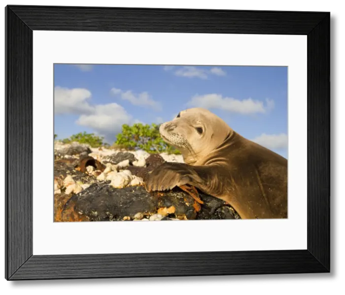 Framed Print : Picture No. 10891853 Framed Print : Picture No. 10891853