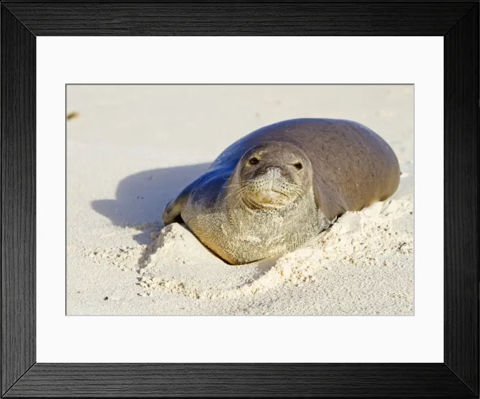 Framed Print : Picture No. 10891854 Framed Print : Picture No. 10891854