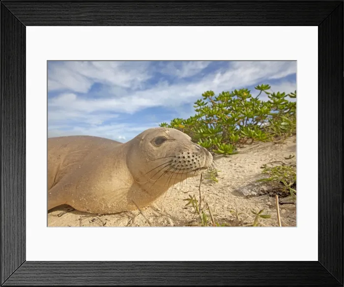 Framed Print : Picture No. 10891857 Framed Print : Picture No. 10891857