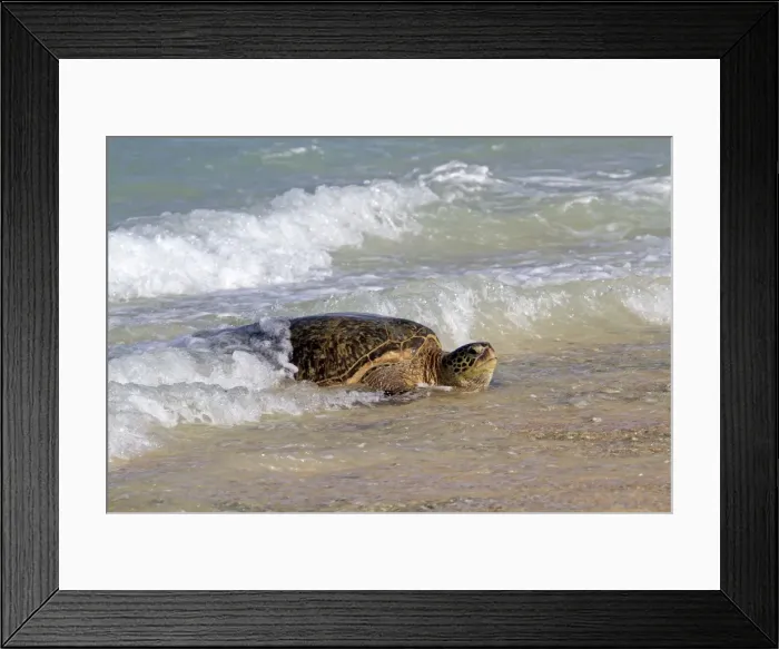 Framed Print : Picture No. 10891860 Framed Print : Picture No. 10891860
