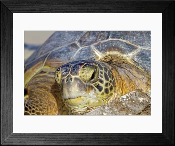 Framed Print : Picture No. 10891859 Framed Print : Picture No. 10891859