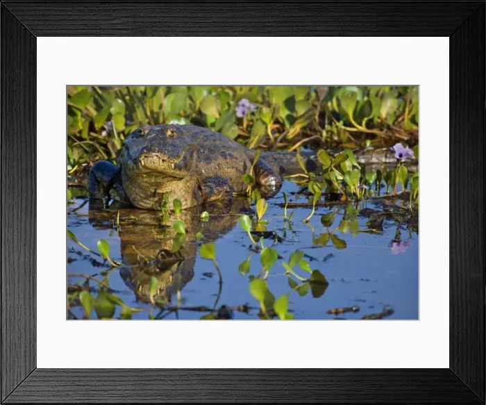 Framed Print : Picture No. 10891862 Framed Print : Picture No. 10891862
