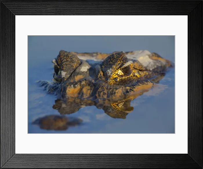 Framed Print : Picture No. 10891861