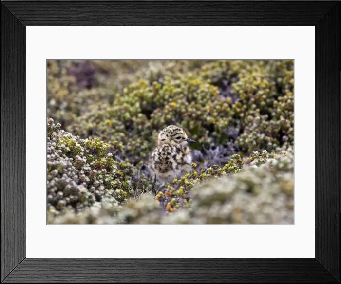 Framed Print : Picture No. 10891873 Framed Print : Picture No. 10891873