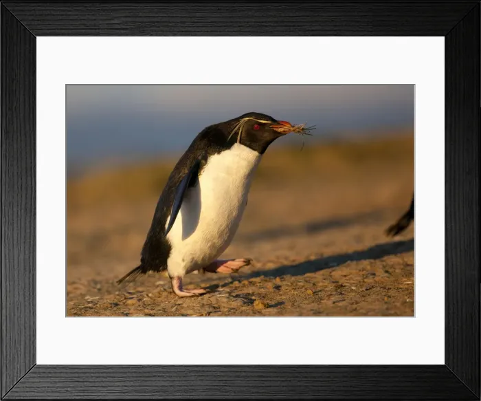 Framed Print : Picture No. 10891875 Framed Print : Picture No. 10891875