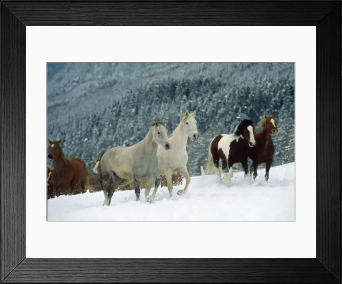Framed Print : Picture No. 10891871 Framed Print : Picture No. 10891871