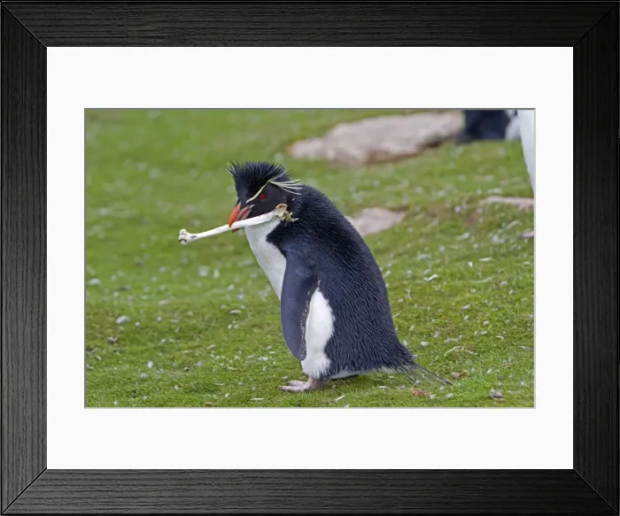 Framed Print : Picture No. 10891879 Framed Print : Picture No. 10891879