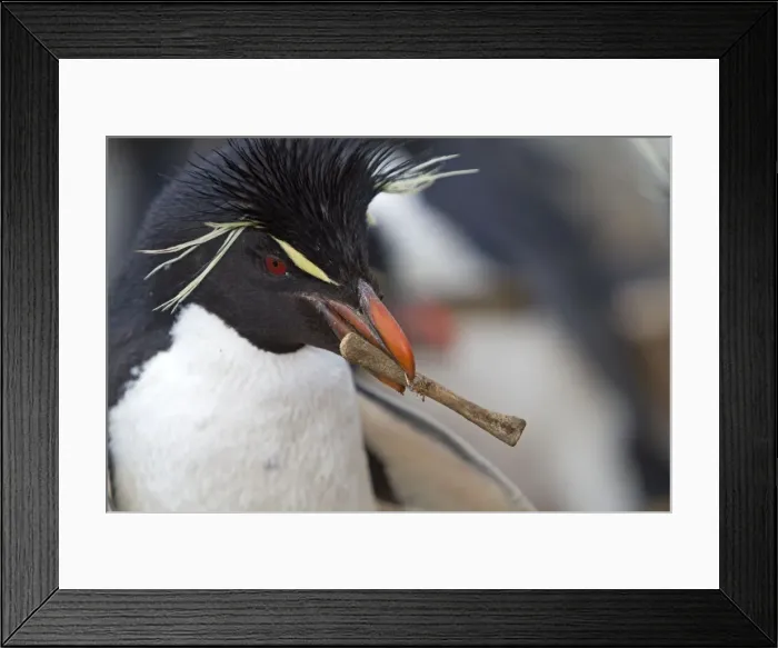 Framed Print : Picture No. 10891878 Framed Print : Picture No. 10891878