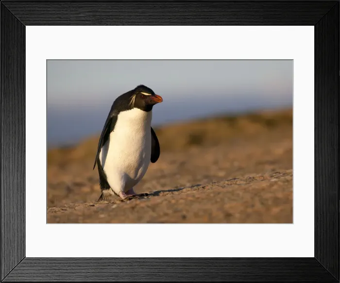 Framed Print : Picture No. 10891876 Framed Print : Picture No. 10891876