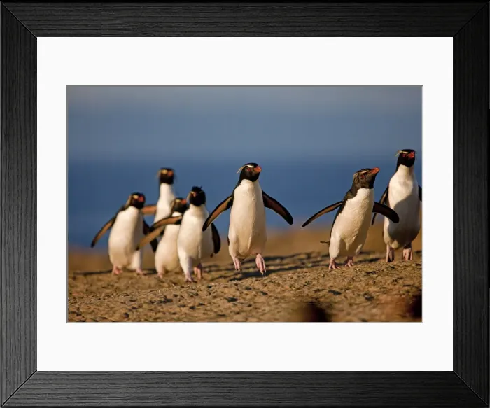 Framed Print : Picture No. 10891877