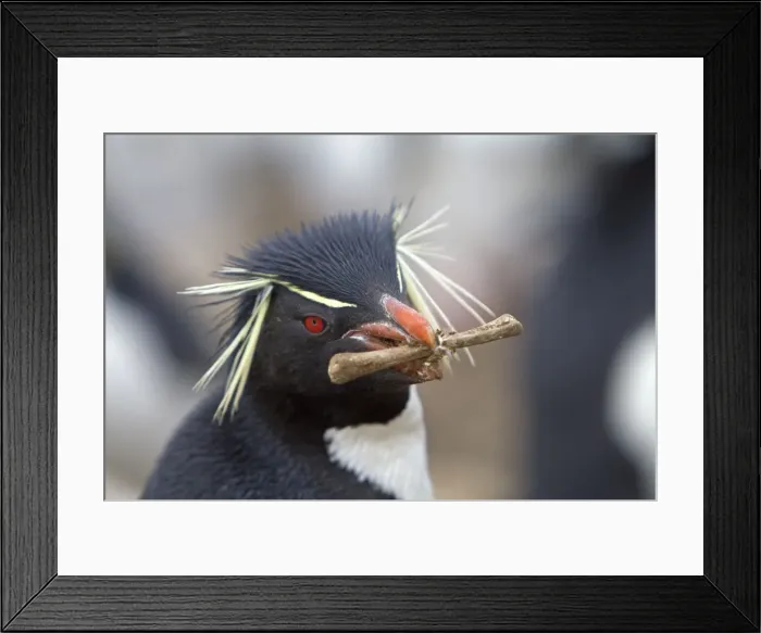 Framed Print : Picture No. 10891881 Framed Print : Picture No. 10891881