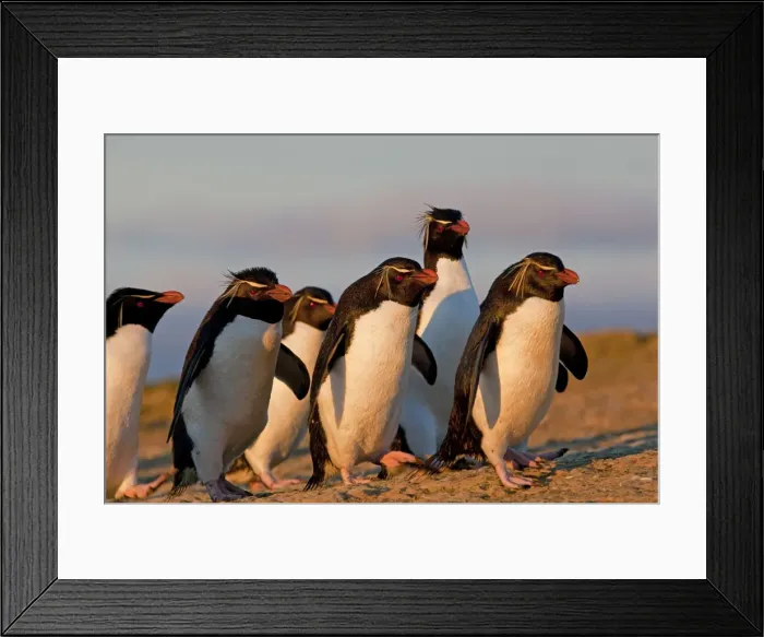 Framed Print : Picture No. 10891874 Framed Print : Picture No. 10891874
