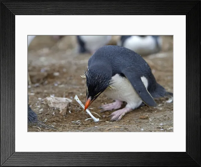 Framed Print : Picture No. 10891880 Framed Print : Picture No. 10891880