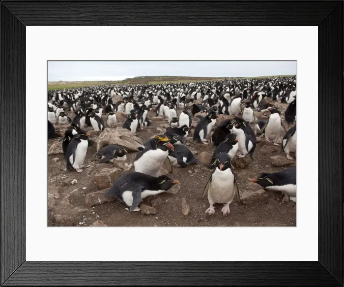 Framed Print : Picture No. 10891882 Framed Print : Picture No. 10891882