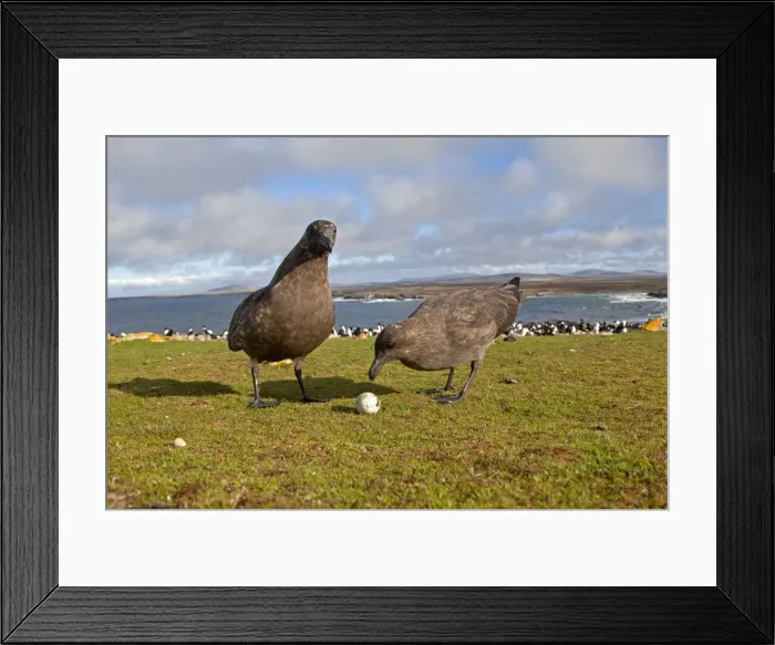 Framed Print : Picture No. 10891883 Framed Print : Picture No. 10891883