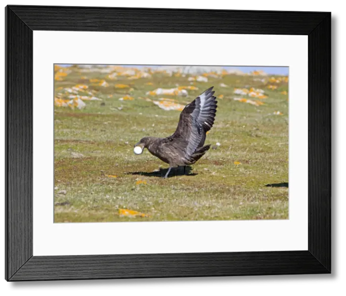 Framed Print : Picture No. 10891885 Framed Print : Picture No. 10891885