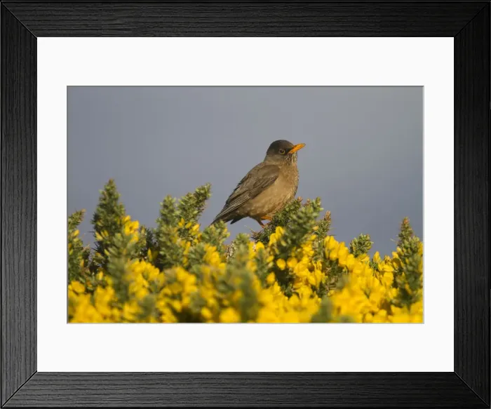 Framed Print : Picture No. 10891889