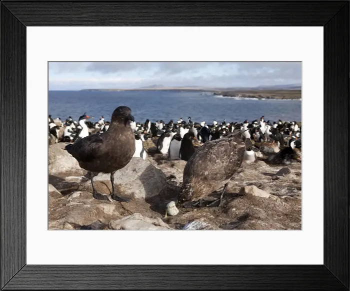 Framed Print : Picture No. 10891884 Framed Print : Picture No. 10891884
