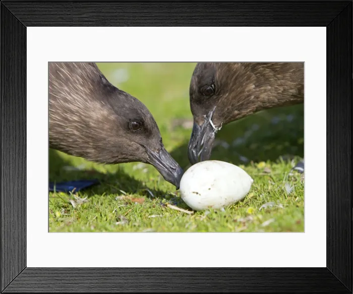 Framed Print : Picture No. 10891887 Framed Print : Picture No. 10891887