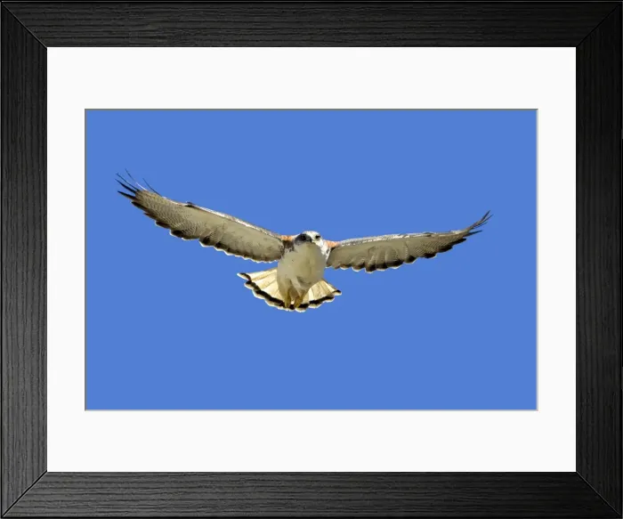 Framed Print : Picture No. 10891893