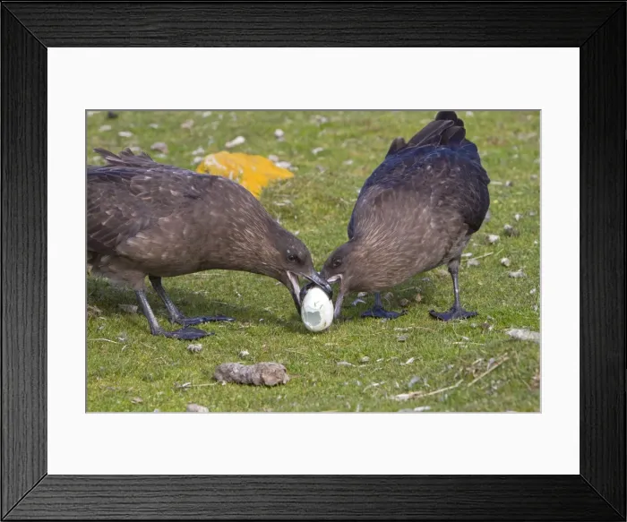 Framed Print : Picture No. 10891886 Framed Print : Picture No. 10891886
