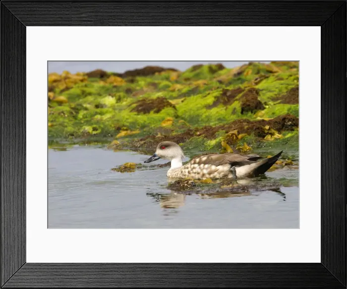 Framed Print : Picture No. 10891894 Framed Print : Picture No. 10891894