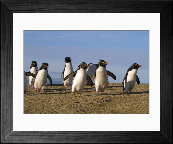 Framed Print : Picture No. 10891897 Framed Print : Picture No. 10891897