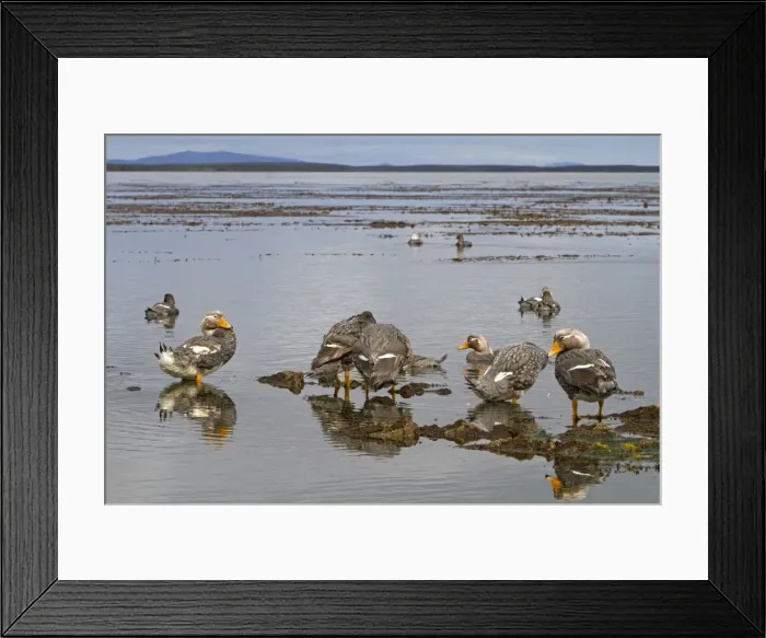Framed Print : Picture No. 10891890