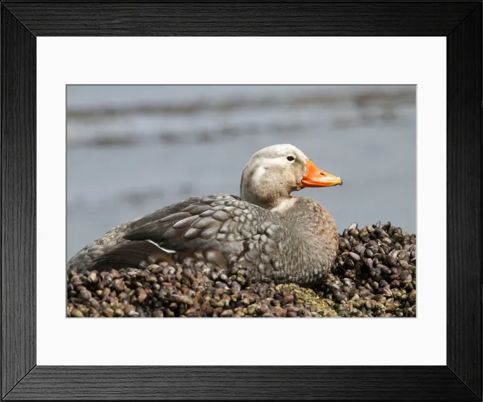 Framed Print : Picture No. 10891891