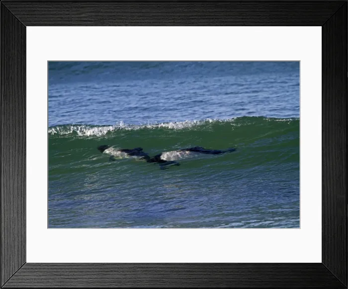 Framed Print : Picture No. 10891895 Framed Print : Picture No. 10891895