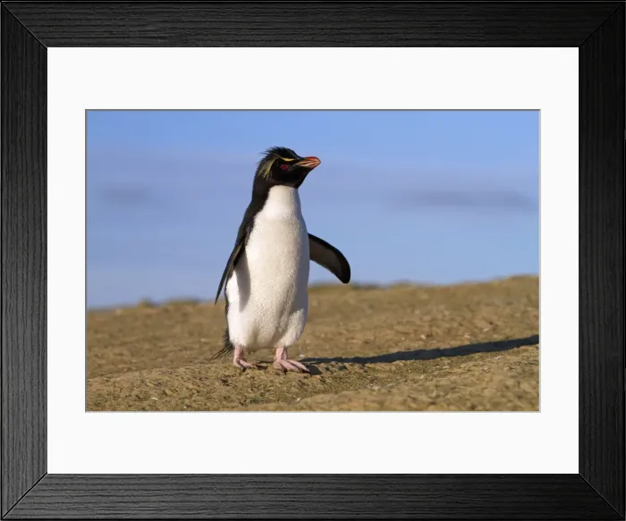 Framed Print : Picture No. 10891896 Framed Print : Picture No. 10891896