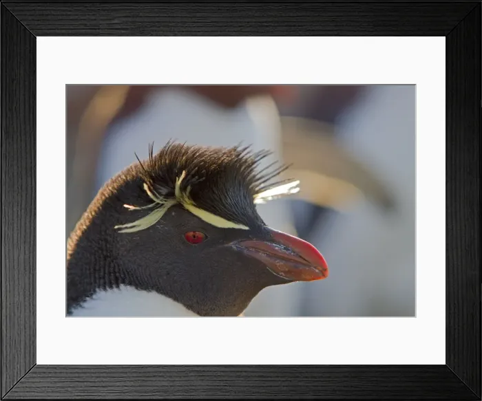 Framed Print : Picture No. 10891898 Framed Print : Picture No. 10891898