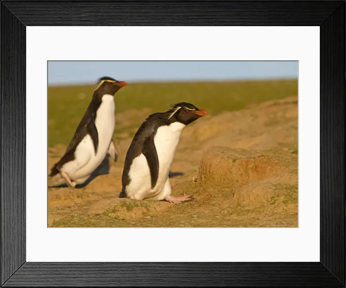 Framed Print : Picture No. 10891899 Framed Print : Picture No. 10891899