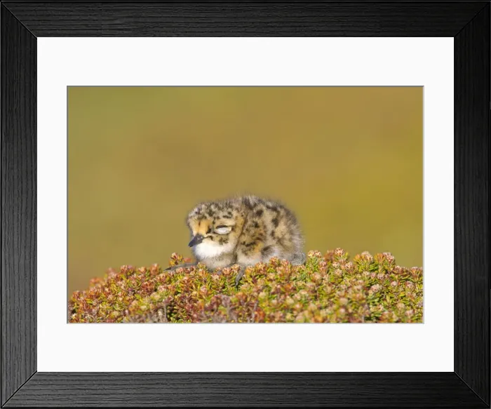 Framed Print : Picture No. 10891901 Framed Print : Picture No. 10891901