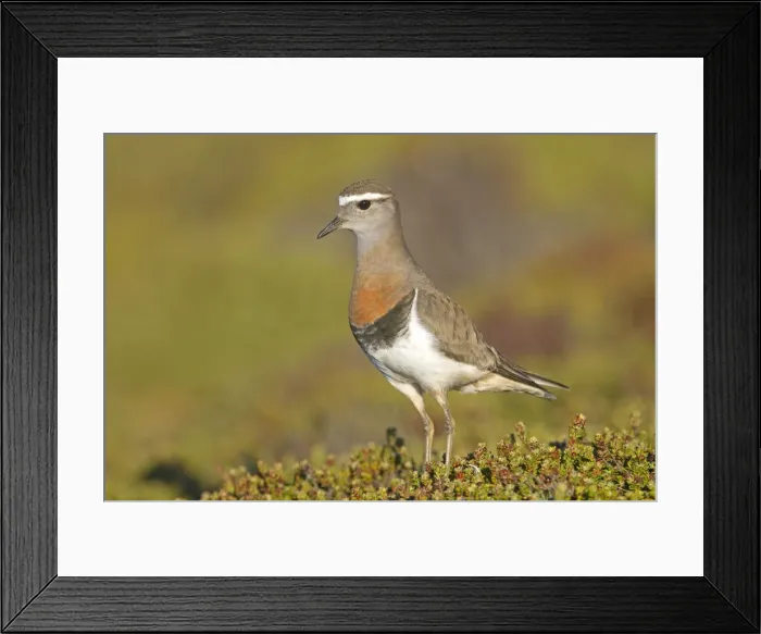 Framed Print : Picture No. 10891902 Framed Print : Picture No. 10891902