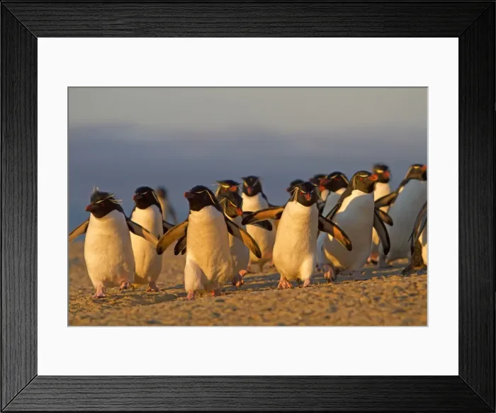 Framed Print : Picture No. 10891900 Framed Print : Picture No. 10891900
